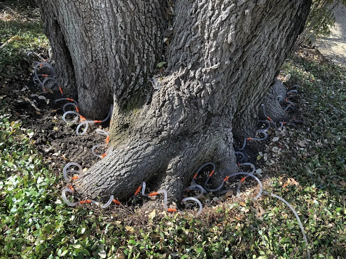 Detailed Tree Cabling and Bracing job site in Sidney Center