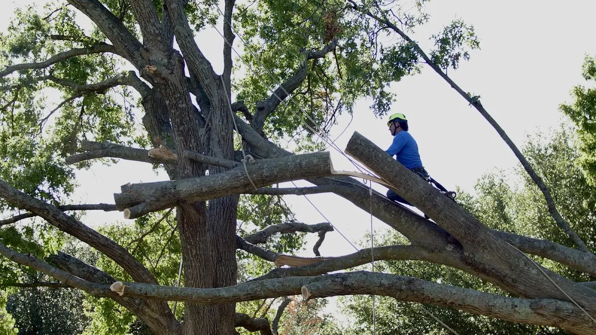 Professional Crown Thinning performed by certified arborists in Sidney Center