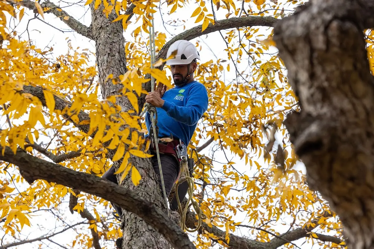 Skilled Tree Pruning crew working in Sidney Center