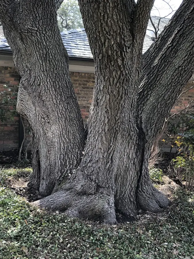 Mature heritage tree close to a Sidney Center property cared for by certified arborists